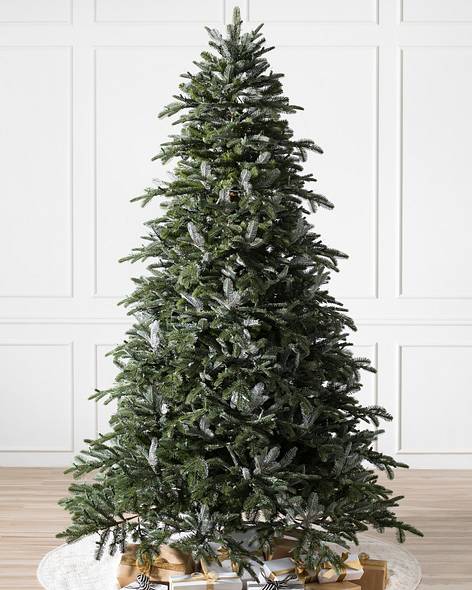 BH Nordmann Fir - child-1